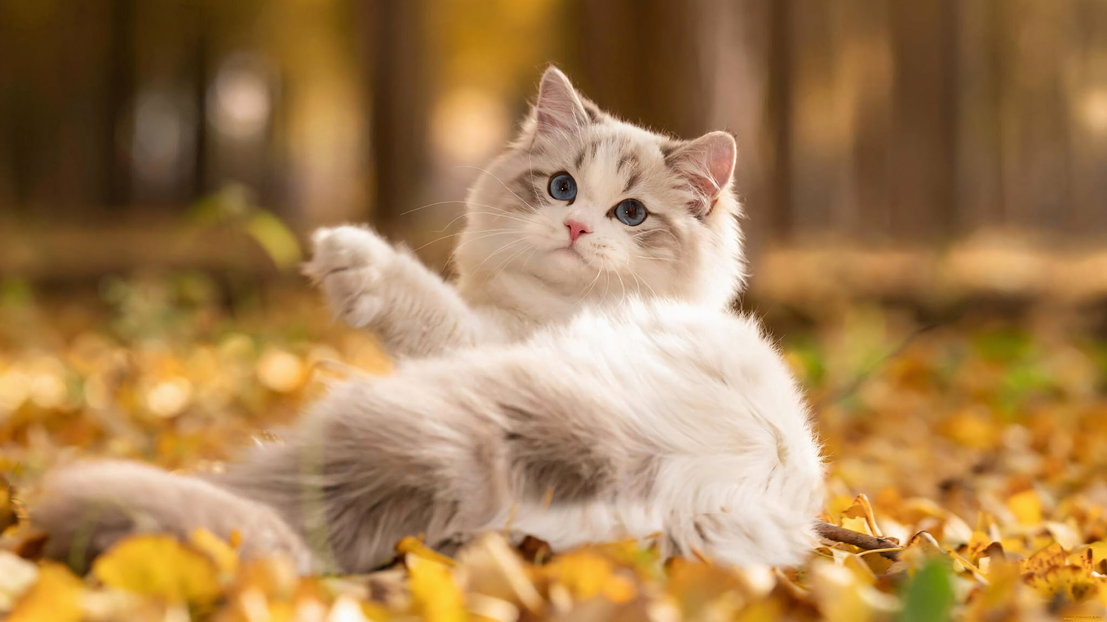 Обои с котиками